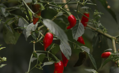 Ne uživaju svi u njoj: Zašto je ljuta hrana dobra za mršavljenje