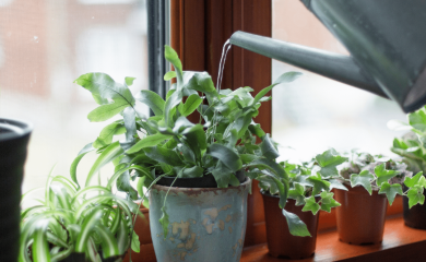 Nije samo zalivanje: Prvo što treba da uradite s biljakama poslije odmora