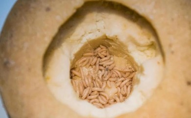 Ovaj sir proglašen je najopasnijim na svijetu jer sadrži crve, zabranjeno ga je prodavati