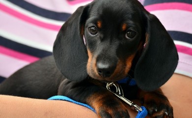 Istraživanja dala zanimljive rezultate: Spavanje sa psom ima tri prednosti