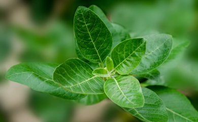 Dve moćne biljke za jaču erekciju i veći libido garantuju bolji seksualni život