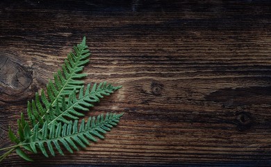 Ublažiće napetost mišića: Ove biljake mogu da pomognu u borbi sa stresom