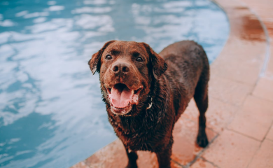 Koliko često trebate kupati psa?