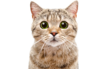 Reakcija mačke koja je uhvaćena u krađi poslastice je neprocjenjiva (VIDEO)