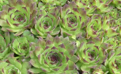 Šta se događa sa vašim organizmom ako svaki dan jedete čuvarkuću