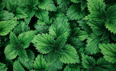 Pet benefita koprive: Ona je prava riznica zdravlja