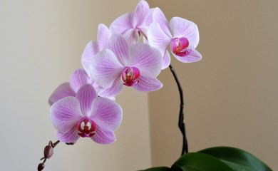 Zahtjeva malo više pažnje: Kako da pravilno zalivate orhideju (VIDEO)