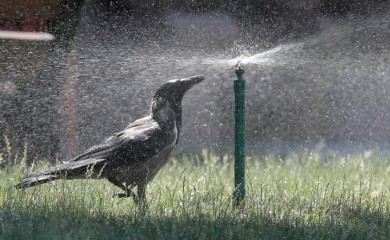 Često se povezuju sa lošim predznakom: Danas je dan vrana i gavranova, nemojte ih tjerati