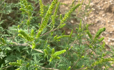 Donosi nesreću: Ako imate ovu biljku u dvorištu, uklonite je odmah