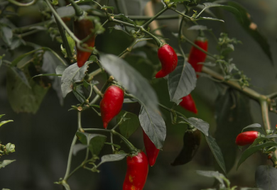 Ne uživaju svi u njoj: Zašto je ljuta hrana dobra za mršavljenje