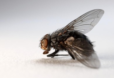 RIJEŠITE SE MUVA JEDNOM ZA SVAGDA: Od OVOG prirodnog spreja bježaće KAO LUDE