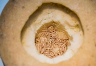 Ovaj sir proglašen je najopasnijim na svijetu jer sadrži crve, zabranjeno ga je prodavati