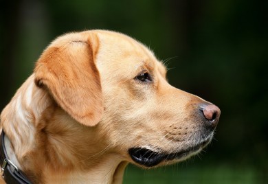 Istraživanje naučnika: Stariji vlasnici kućnih ljubimaca imaju bolje pamćenje