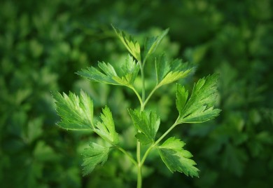 Nemojte pretjerivati: Čaj od peršuna liječi i topi kilograme