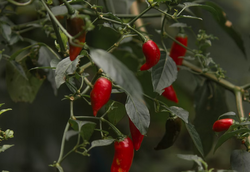 Ne uživaju svi u njoj: Zašto je ljuta hrana dobra za mršavljenje