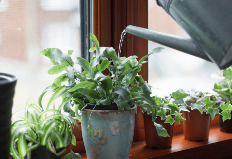 Nije samo zalivanje: Prvo što treba da uradite s biljakama poslije odmora