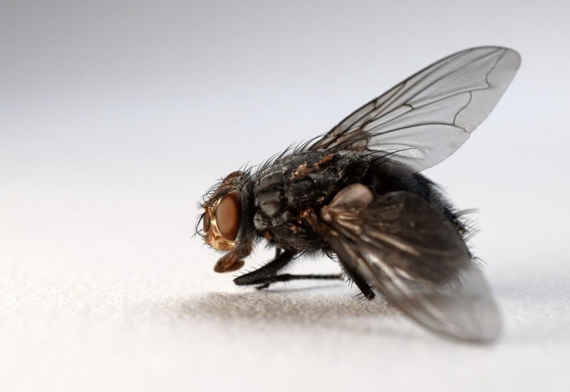 RIJEŠITE SE MUVA JEDNOM ZA SVAGDA: Od OVOG prirodnog spreja bježaće KAO LUDE