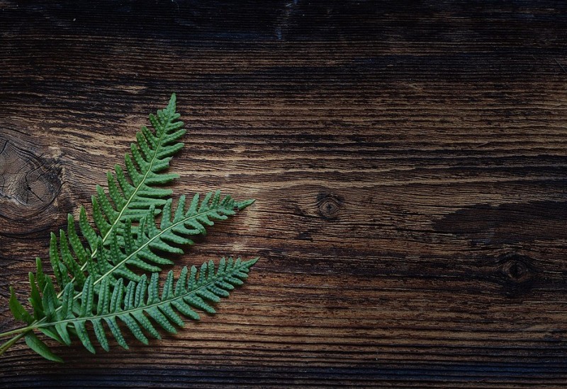 Ublažiće napetost mišića: Ove biljake mogu da pomognu u borbi sa stresom