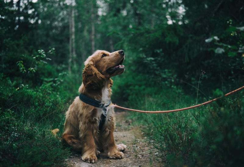 SA NJIMA ĆETE SE SAVRŠENO SLAGATI ! Koja rasa psa je idealna za vaš horoskopski znak?