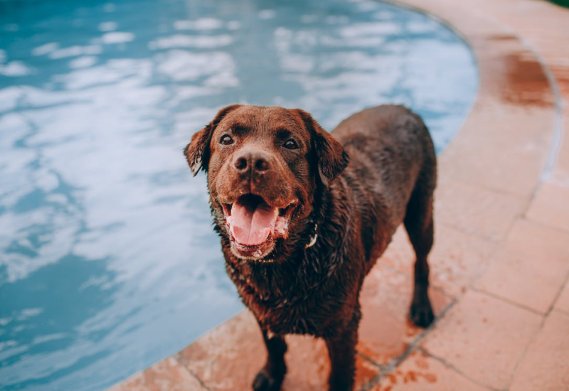 Koliko često trebate kupati psa?