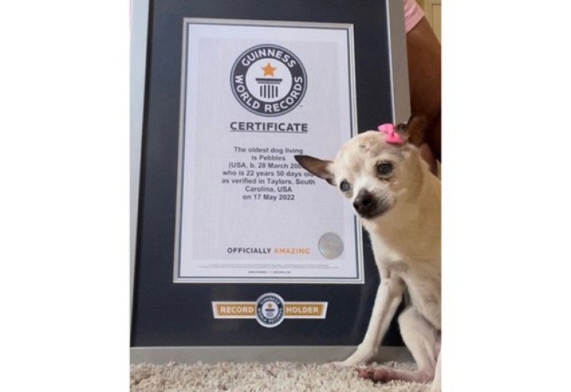 “Jako će nam nedostajati” Nakon 22 godine života uginuo najstariji pas na svijetu