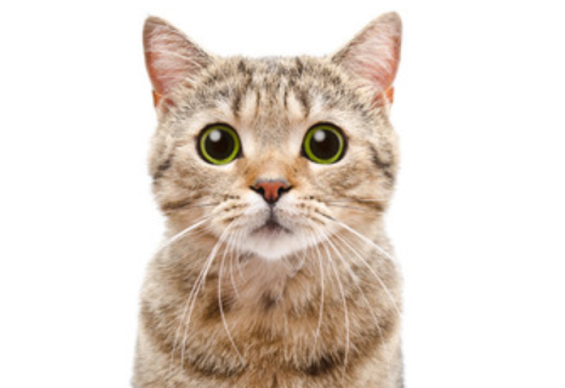 Reakcija mačke koja je uhvaćena u krađi poslastice je neprocjenjiva (VIDEO)