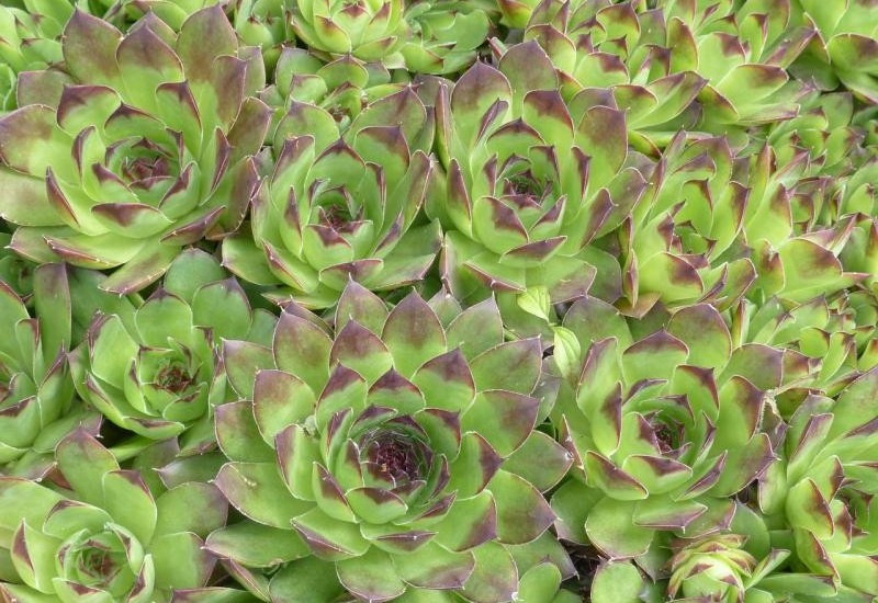 Šta se događa sa vašim organizmom ako svaki dan jedete čuvarkuću