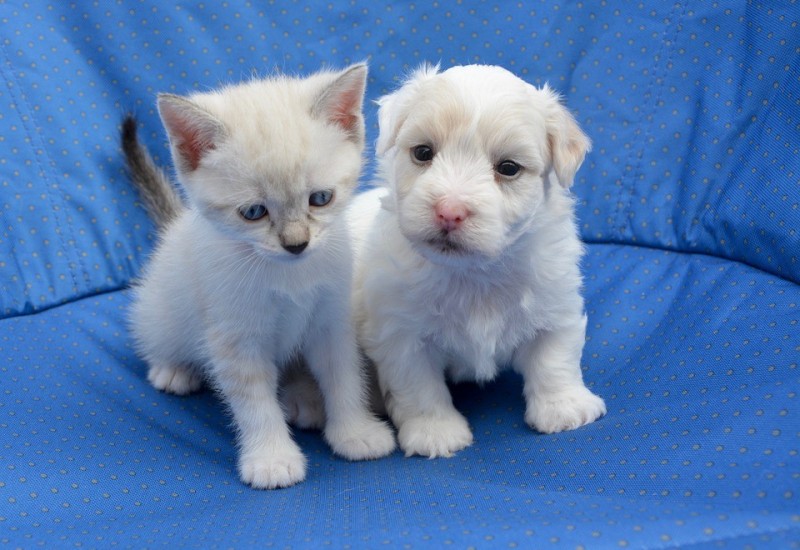 Šta izbor kućnog ljubimca govori o nama: Pse vole KREATIVCI, a kakvi su ljubitelji MAČAKA?