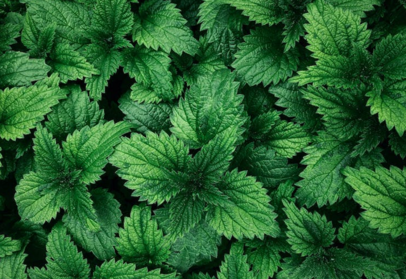 Pet benefita koprive: Ona je prava riznica zdravlja