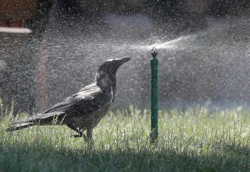 Često se povezuju sa lošim predznakom: Danas je dan vrana i gavranova, nemojte ih tjerati