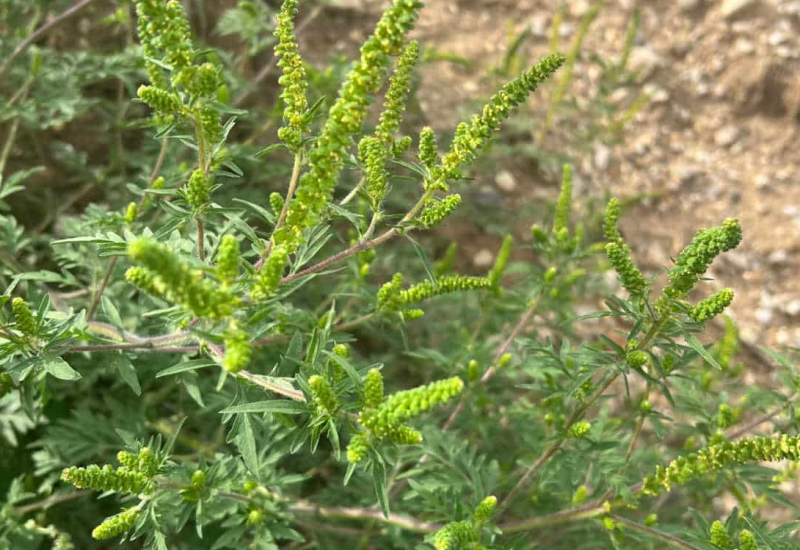 Donosi nesreću: Ako imate ovu biljku u dvorištu, uklonite je odmah